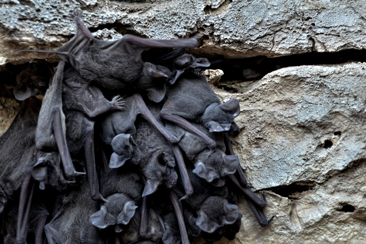 Juvenile bats hanging out at Bracken Cave and, top, observers waiting for the colony's evening emergence from the cave mouth Credit: Jonathan Alonzo/Bat Conservation International